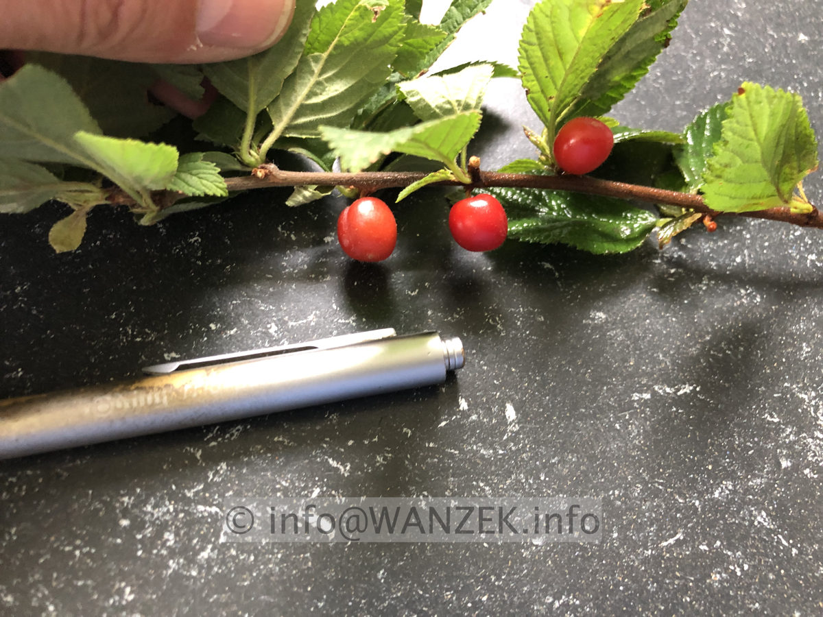 Prunus tomentosa 003.JPG